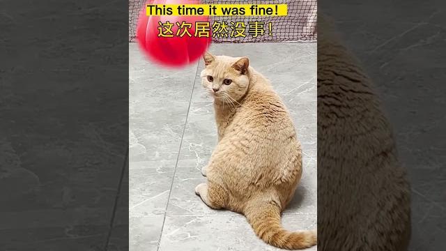 China's cats also play volleyball China's cats also play volleyball
