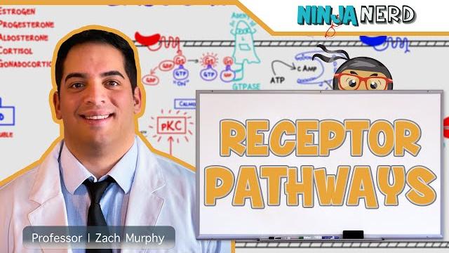 Endocrinology | receptor pathways Endocrinology | receptor pathways