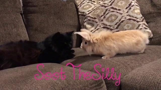 Bunny boop Bunny boop
