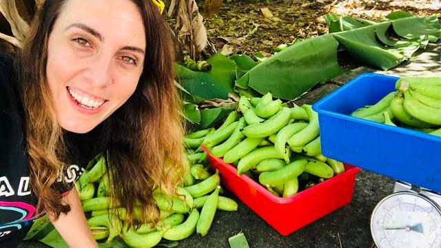 How to harvest bananas | growing bananas is easy How to harvest bananas | growing bananas is easy