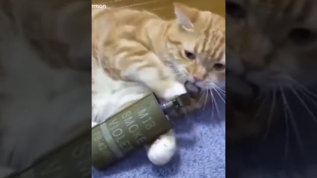 When your pussy unlock the safety of a grenade #tiktok #viral #comedy #trending #youtubeshorts When your pussy unlock the safety of a grenade #tiktok #viral #comedy #trending #youtubeshorts