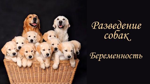 Разведение собак. беременность. Разведение собак. беременность.
