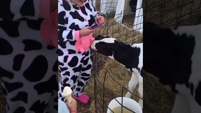 Теленок сосет девушку | calf sucks girl Теленок сосет девушку | calf sucks girl