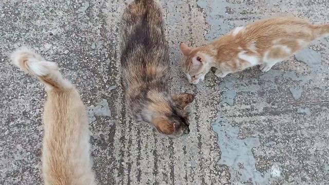 Cats and sausages. Cats and sausages.