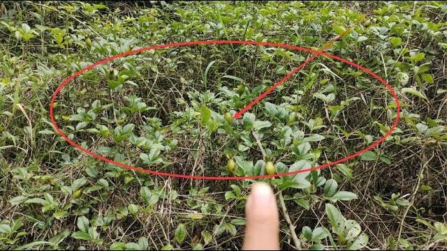 农村金樱子是个宝,解决了很多男人的难言之隐,遇见记得带回家 农村金樱子是个宝,解决了很多男人的难言之隐,遇见记得带回家