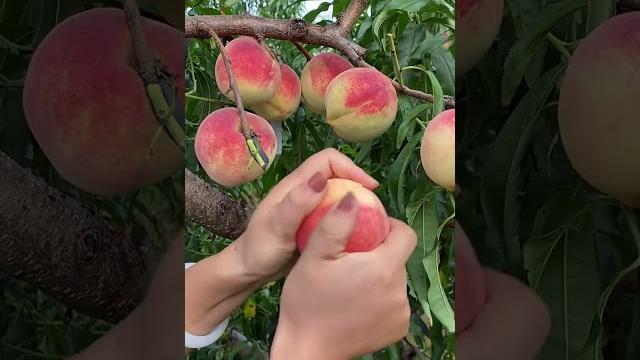 Peach very crispy and fresh - for fruit lovers Peach very crispy and fresh - for fruit lovers