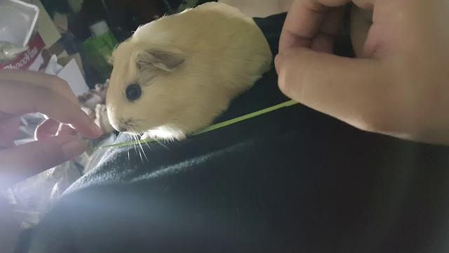 【guinea pig×天竺鼠】竟然用腳踩食物! 【guinea pig×天竺鼠】竟然用腳踩食物!