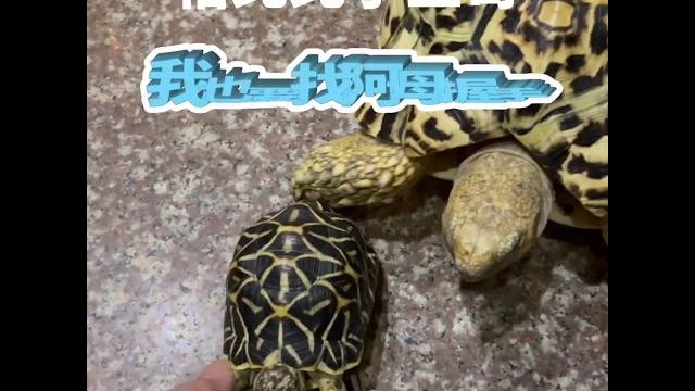 #shorts【星龜】印度星龜~恰北北小五大豹龜跟小星龜爭搶著找阿母握手~ #shorts【星龜】印度星龜~恰北北小五大豹龜跟小星龜爭搶著找阿母握手~