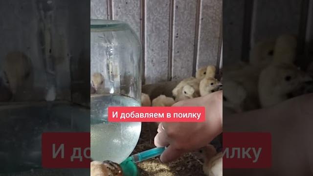 Укрепляем здоровье индюшат #домашняяптица #лпх #деревня #индюки #индюшата #курицы #ферма Укрепляем здоровье индюшат #домашняяптица #лпх #деревня #индюки #индюшата #курицы #ферма