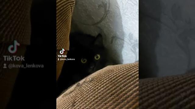 Кошке голову отрезать Кошке голову отрезать