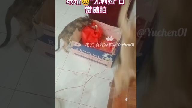 小奶马努爱和玳瑁尤利娅的日常随拍 小奶马努爱和玳瑁尤利娅的日常随拍