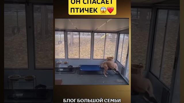 Чудо#собака #собаки #собачка #собачки #спасение #помощь #животные #дослез #боль #птицы #dog #dogs Чудо#собака #собаки #собачка #собачки #спасение #помощь #животные #дослез #боль #птицы #dog #dogs