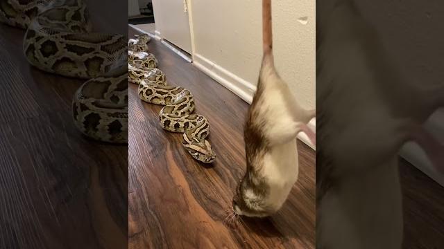 Rocky my giant python vs huge rat! Rocky my giant python vs huge rat!