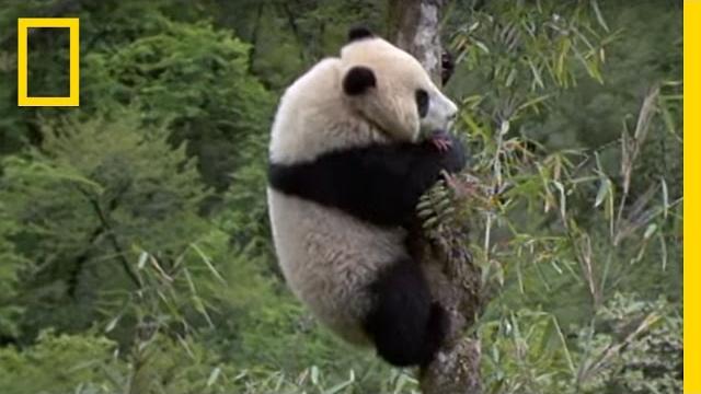 Elusive giant panda | national geographic Elusive giant panda | national geographic