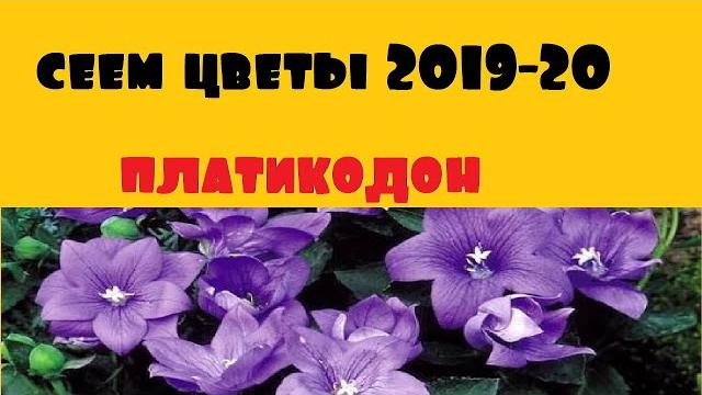 Сеем цветы! декабрь. посев платикодона. Сеем цветы! декабрь. посев платикодона.