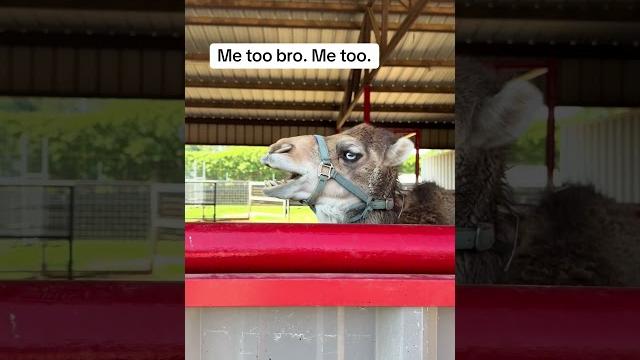 Baby camel makes hilarious noise Baby camel makes hilarious noise