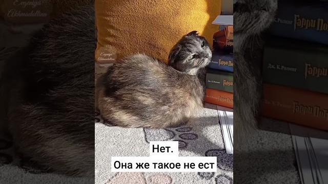 Кошке голову отрезать? #приколы #кошки #смешныевидео Кошке голову отрезать? #приколы #кошки #смешныевидео