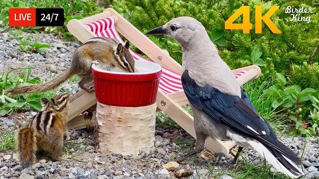 24/7 live: cat tv for cats to watch chipmunks gone wild! epic birds vs squirrels ️ cat games 24/7 live: cat tv for cats to watch chipmunks gone wild! epic birds vs squirrels ️ cat games