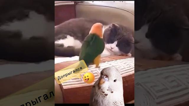 Допрыгался! попугай чех тоша Допрыгался! попугай чех тоша