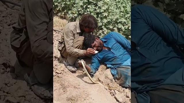 Non venomous sand boa snake hunting in the fields Non venomous sand boa snake hunting in the fields