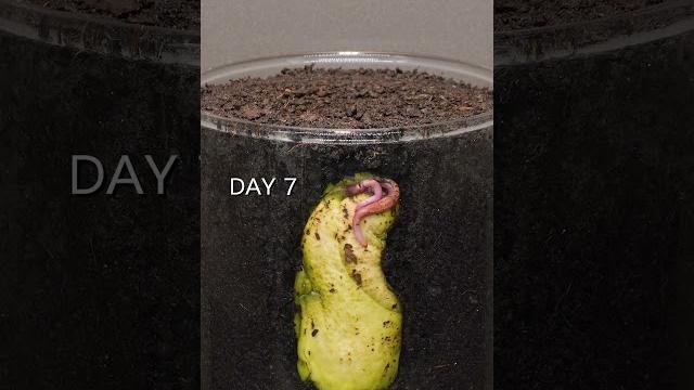 Growing mango tree from seed #plants #timelapse #mango Growing mango tree from seed #plants #timelapse #mango