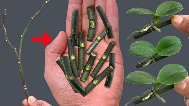 如何轻松繁殖分枝兰花——花开四季! 如何轻松繁殖分枝兰花——花开四季!