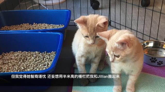 【喵喵日记】萌化你心的奶猫|jay和jillian成长日记先导片|相册 【喵喵日记】萌化你心的奶猫|jay和jillian成长日记先导片|相册