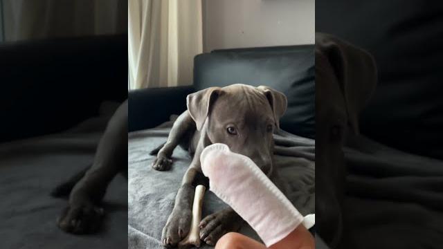 How to clean your dog’s ears? How to clean your dog’s ears?