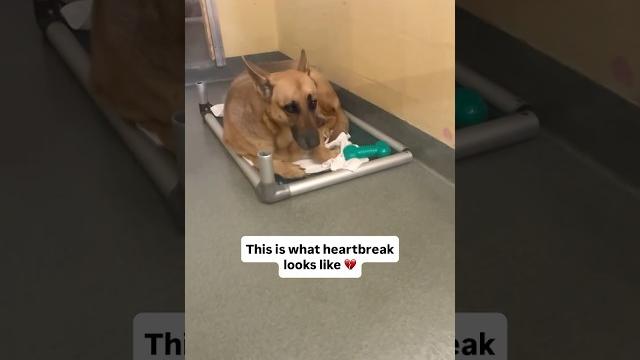 Oh sweet mia she’s so sad in the kennel. learn her story in the comments and please share for her Oh sweet mia she’s so sad in the kennel. learn her story in the comments and please share for her