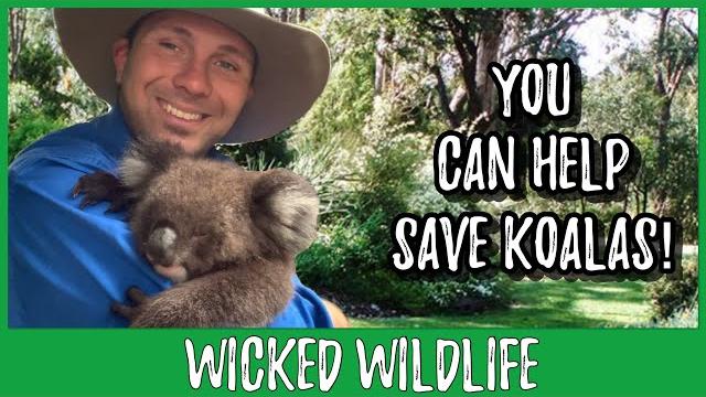 5 ways you can help koalas 5 ways you can help koalas