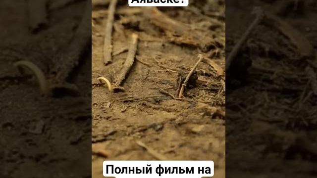 Что приводит людей к аяваске? #ayahuasca #аяваска #аяуаска #изменитьжизнь #изменитьсебя #смыслжизни Что приводит людей к аяваске? #ayahuasca #аяваска #аяуаска #изменитьжизнь #изменитьсебя #смыслжизни
