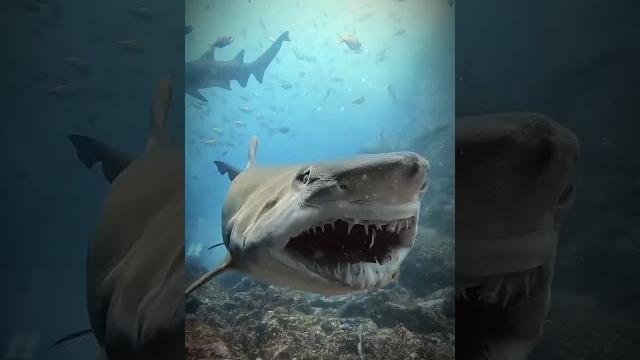 Shark can't be scary Shark can't be scary