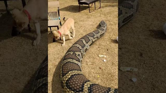 Giant snake playing with dog in park #snake #shorts Giant snake playing with dog in park #snake #shorts