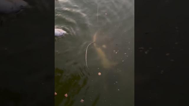 Feeding the river monsters. #fish #crazy Feeding the river monsters. #fish #crazy