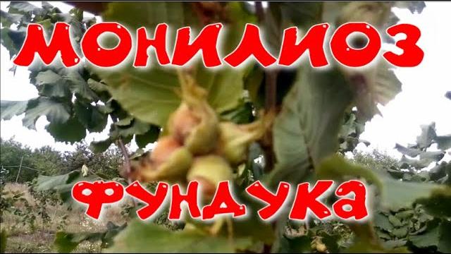 Монилиоз фундука Монилиоз фундука