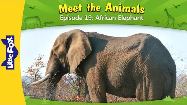 Meet the animals 19 | african elephant | wild animals | little fox | animated stories for kids Meet the animals 19 | african elephant | wild animals | little fox | animated stories for kids
