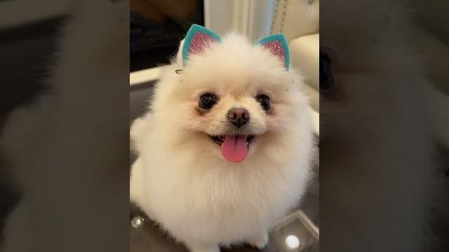 Miumiu: do i look like a cat? Miumiu: do i look like a cat?