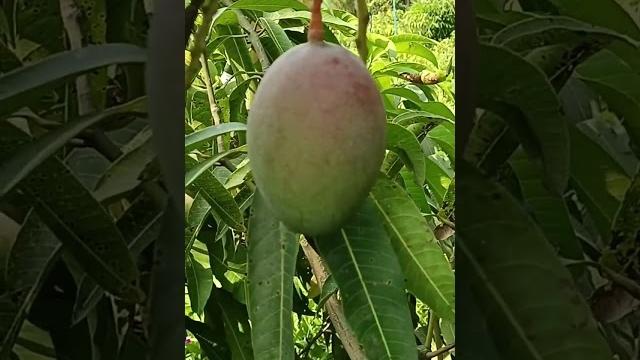 Tommy atkin mango.8967664936. Tommy atkin mango.8967664936.