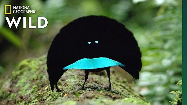 Rare footage of new bird of paradise species shows odd courtship dance | nat geo wild Rare footage of new bird of paradise species shows odd courtship dance | nat geo wild
