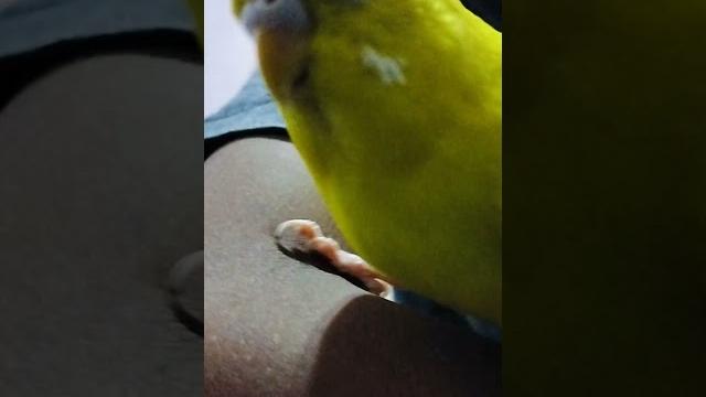 My yeye bird My yeye bird