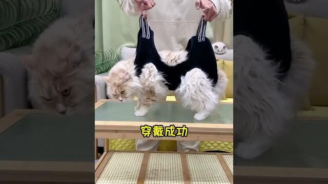 强行给猫咪剪指甲担心被抓伤挠伤,这个美容吊床帮你轻松控猫! 猫咪剪指甲 猫咪吊床 萌宠好物 强行给猫咪剪指甲担心被抓伤挠伤,这个美容吊床帮你轻松控猫! 猫咪剪指甲 猫咪吊床 萌宠好物