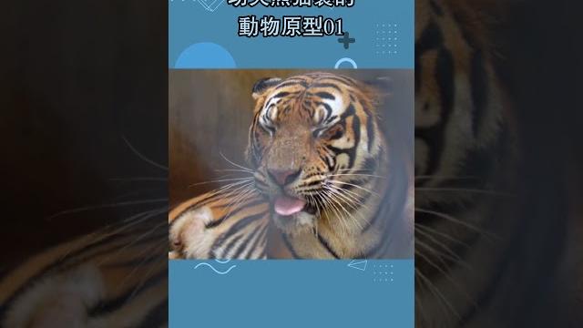 妳知道功夫熊貓裏的動物原型01#萌寵#可愛#動物#中國功夫#功夫熊貓#悍嬌虎#快螳螂 妳知道功夫熊貓裏的動物原型01#萌寵#可愛#動物#中國功夫#功夫熊貓#悍嬌虎#快螳螂
