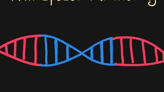 Introduction to transposons Introduction to transposons