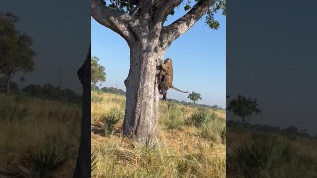 Leopard falls on hyena | andbeyond nxabega | wildwatch Leopard falls on hyena | andbeyond nxabega | wildwatch