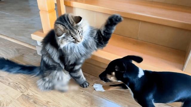 Cats vs. dogs | 30 minutes Cats vs. dogs | 30 minutes