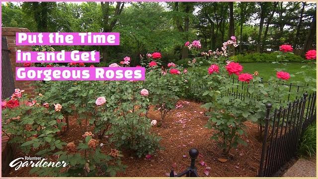 Rose care for hybrid tea roses | volunteer gardener Rose care for hybrid tea roses | volunteer gardener
