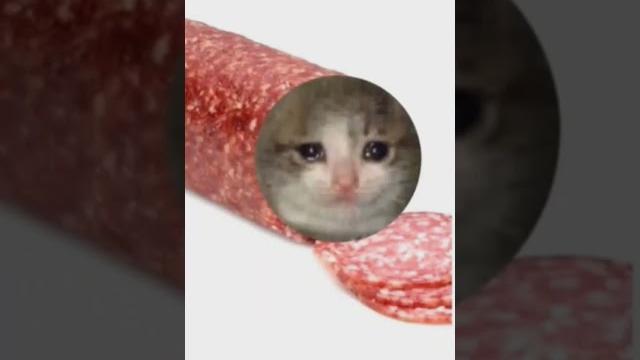 Мышка сосиска собачка жвачка кошка кортошка Мышка сосиска собачка жвачка кошка кортошка