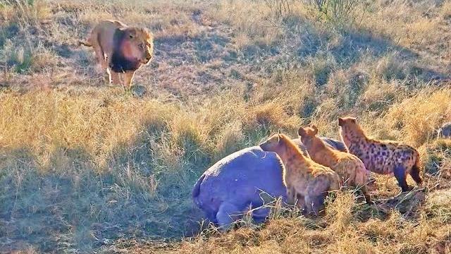 Lion destroys hyenas distracted by eating a hippo Lion destroys hyenas distracted by eating a hippo