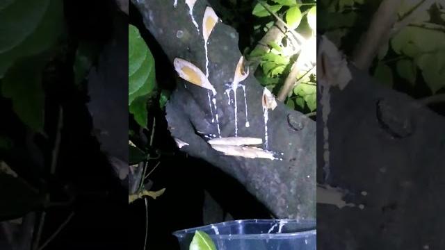 Getah nangka sebagai racikan pulut super Getah nangka sebagai racikan pulut super