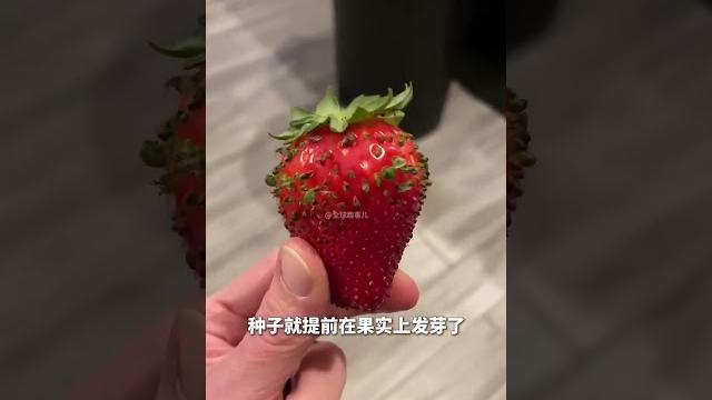 网友晒出超怪草莓 这种胎萌现象你见过吗?#胎萌现象 #草莓 #科普一下 #涨知识 #万万没想到 网友晒出超怪草莓 这种胎萌现象你见过吗?#胎萌现象 #草莓 #科普一下 #涨知识 #万万没想到
